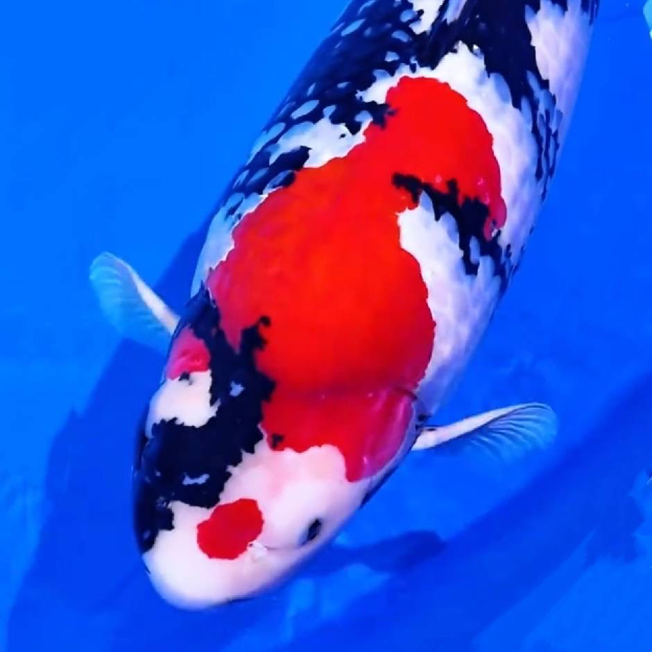血统精品锦鲤大正红白芥子观赏鱼