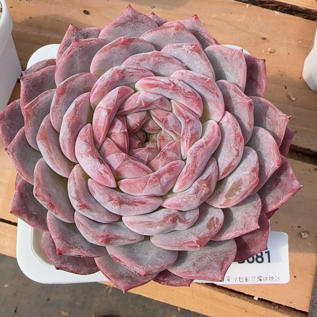 母本冰魄，3681多肉