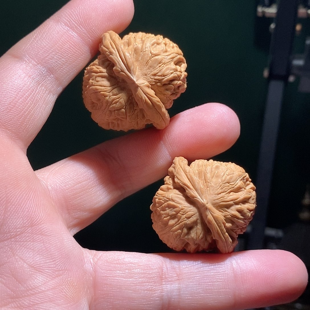 文玩核桃把件35左右白狮子全品