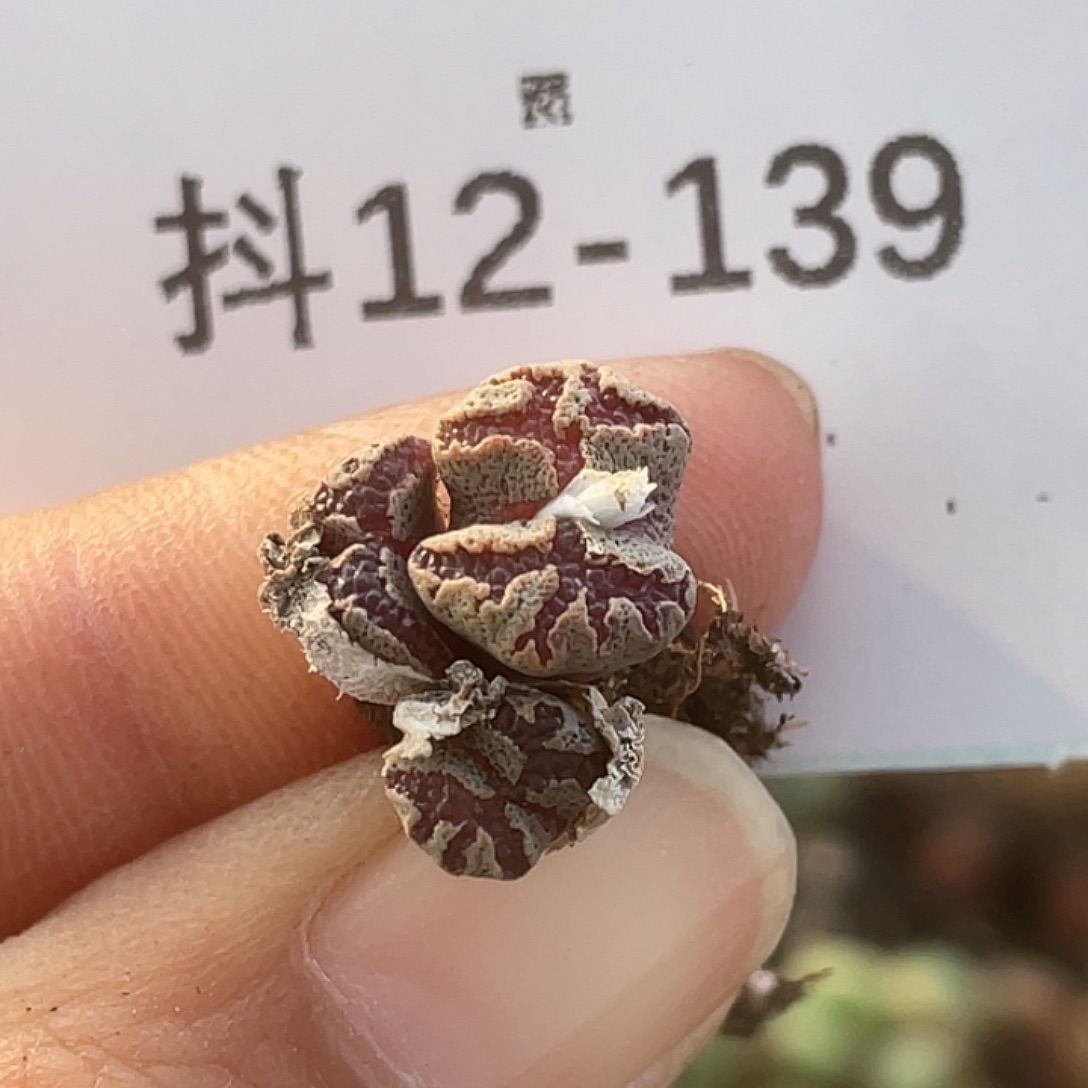 12-139超碟多肉植物