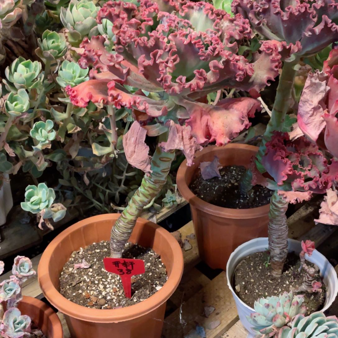 开轩，花笠，周老太多肉