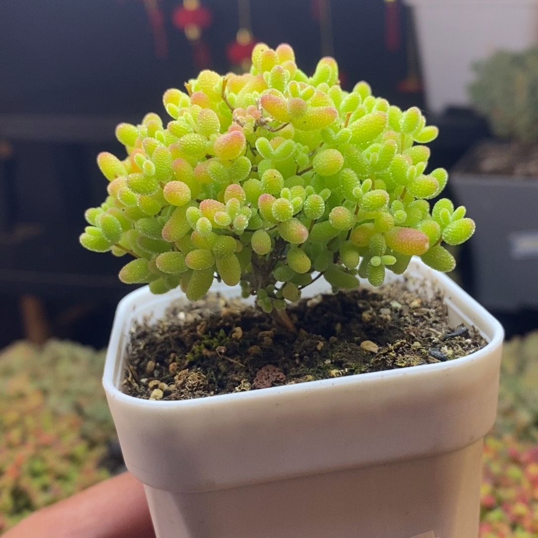 50号蜜橘糖球枝干多肉