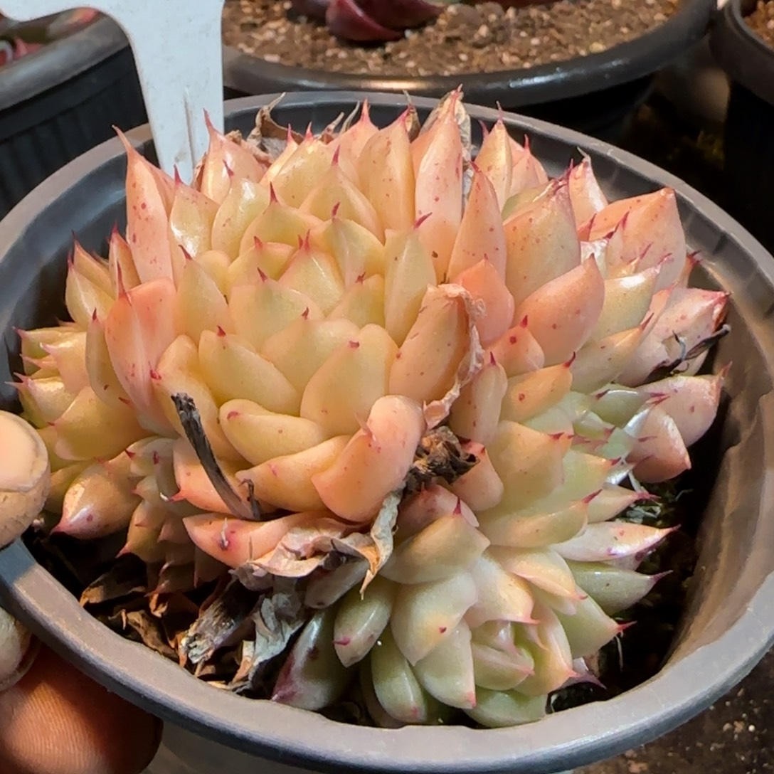 白****121一物一拍包装收缩花旱