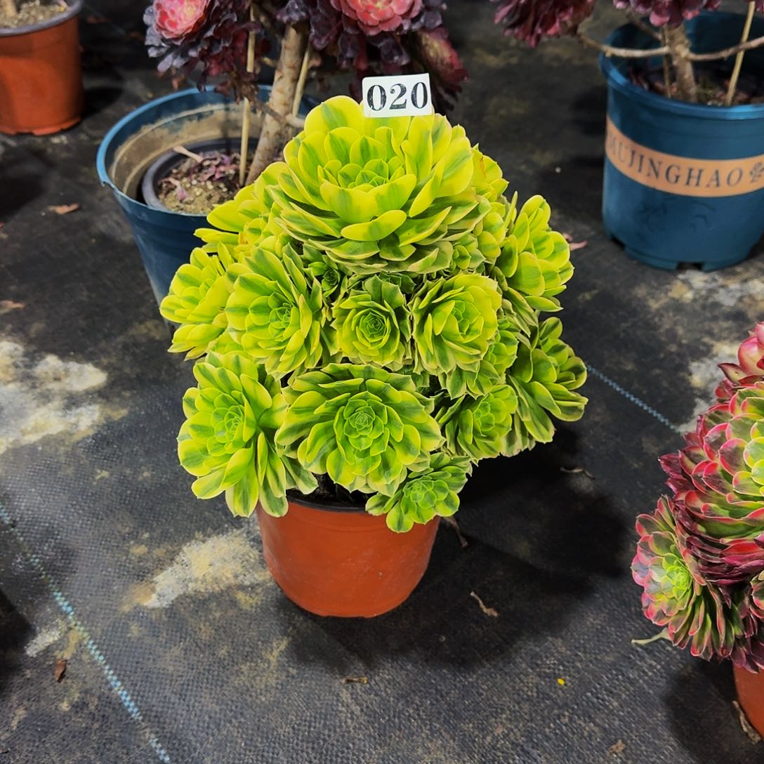 020金丝翡翠多肉植物