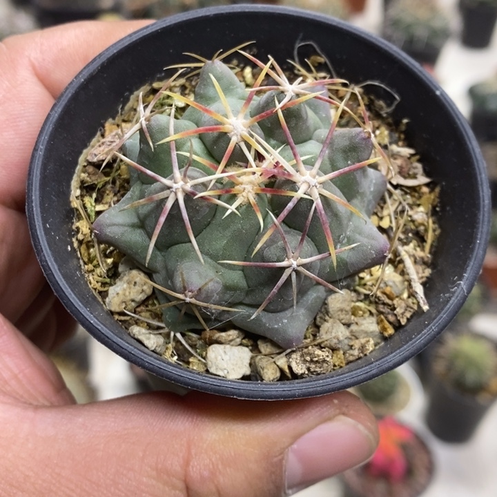 实生大红鹰特价福利
