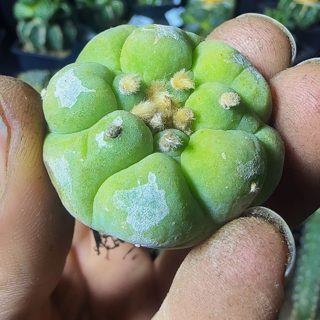 大尤古田呗348萝卜根