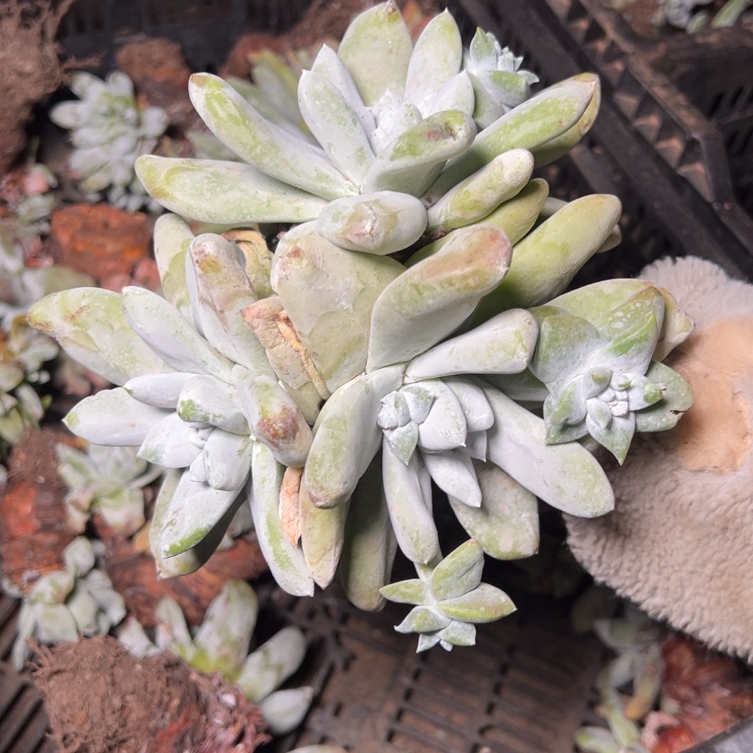 三头拇指瑕疵哈哈哈哈哈哈