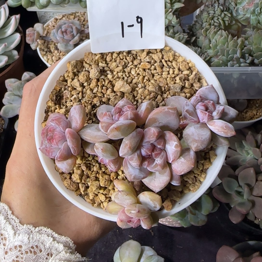 星影7头一物一拍1-9