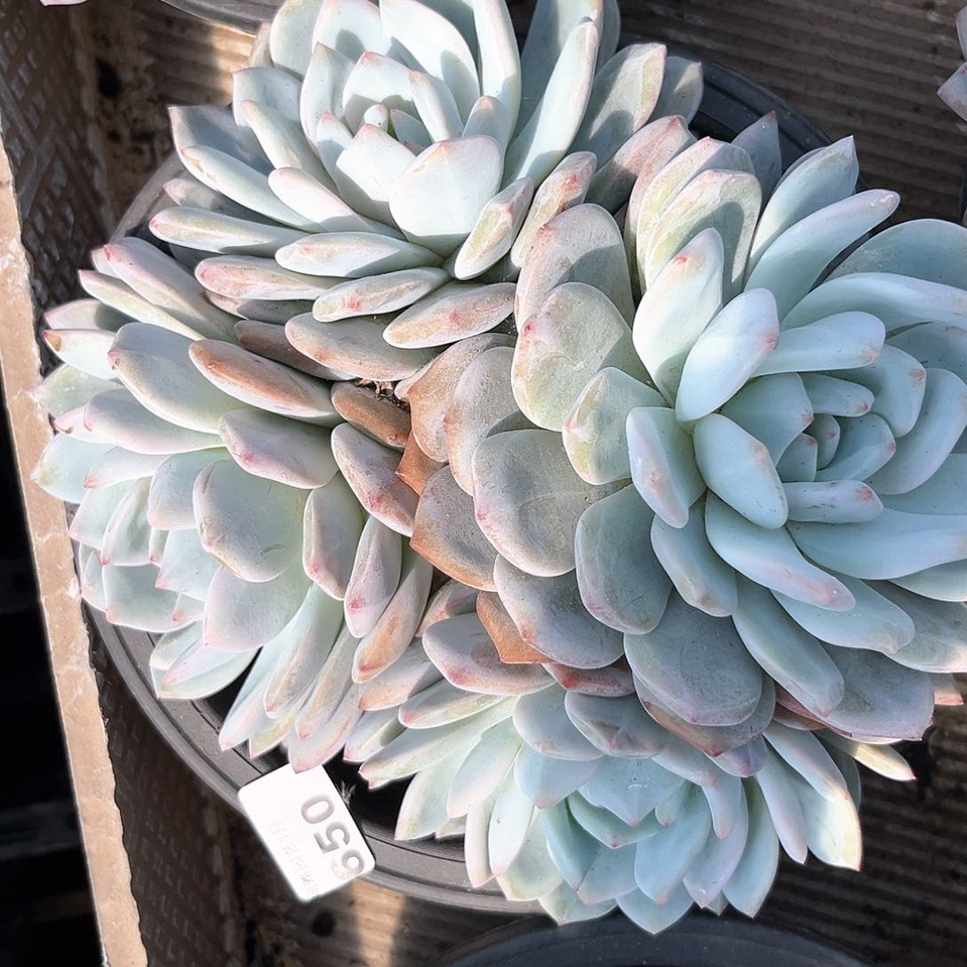 阿雅园艺。   650