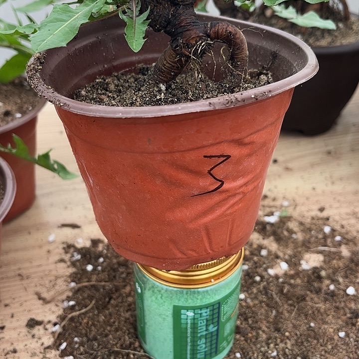 当前无花栽培后可以开花零下十度不要拍千层黄色3号
