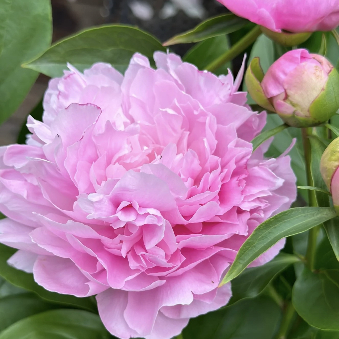 【晴雯】重瓣芍药花苗带芽种根开花浓香型花卉盆栽易活耐寒