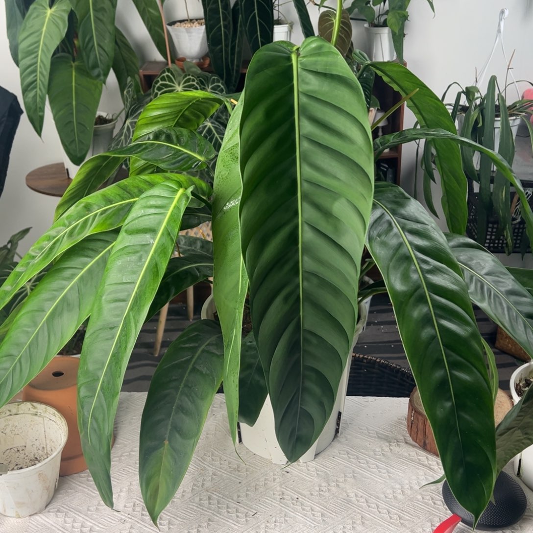 完全开放原种双头大Pp