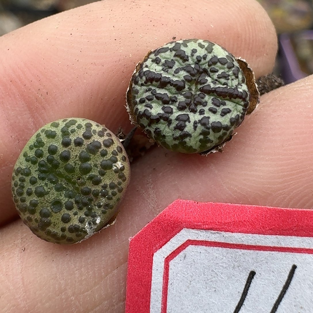 燕***爷119多肉哈哈哈哈哈哈哈