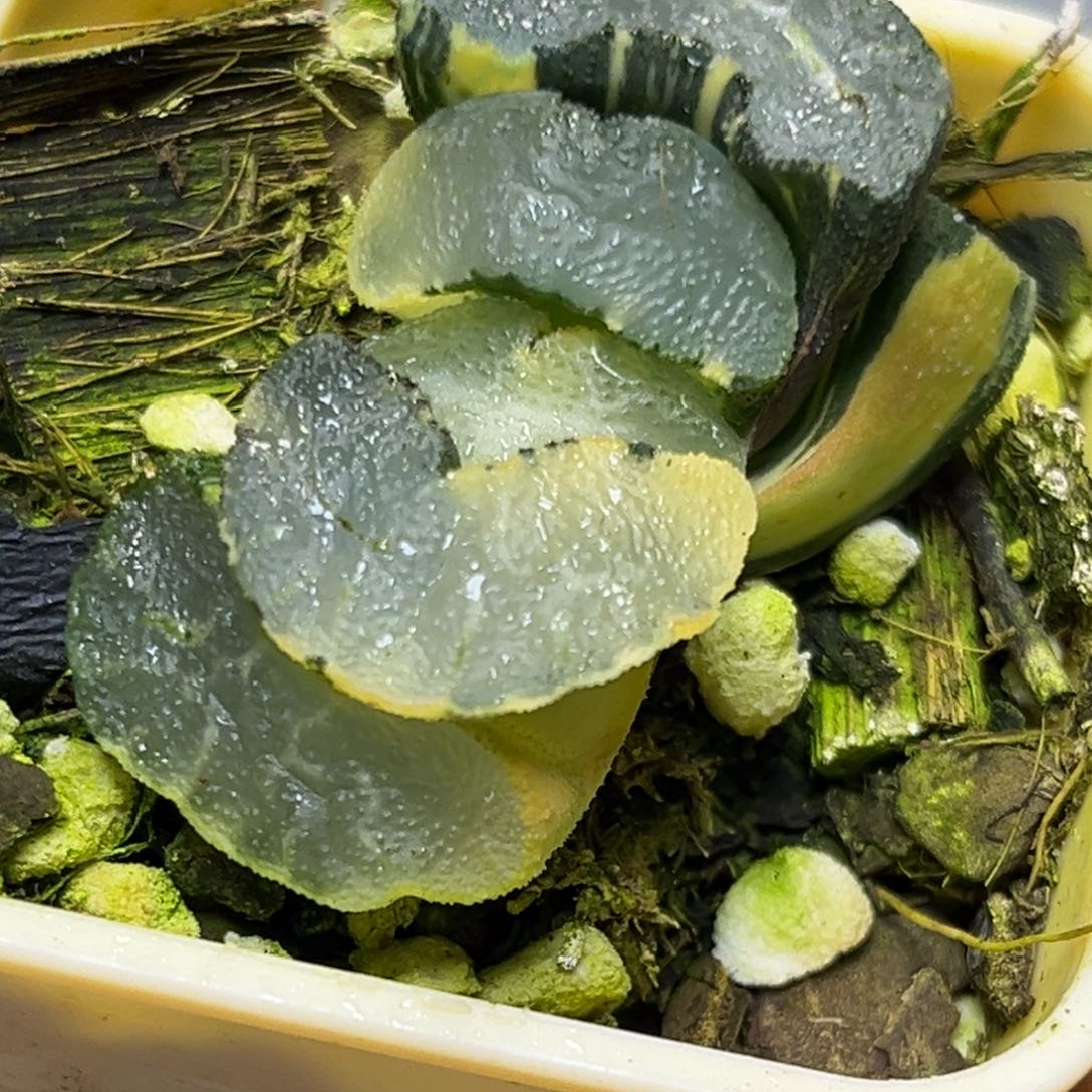 十二卷多肉植物1810波光