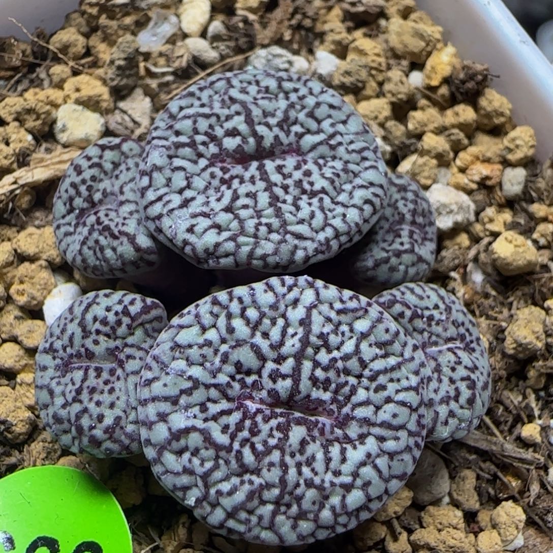 墨小锥群多肉植物993