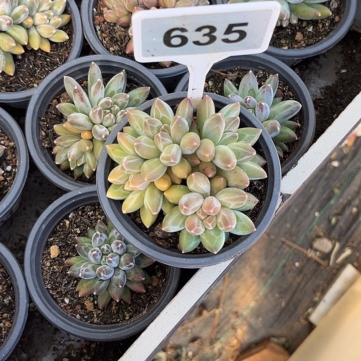 多肉植物伊卡鲁斯635
