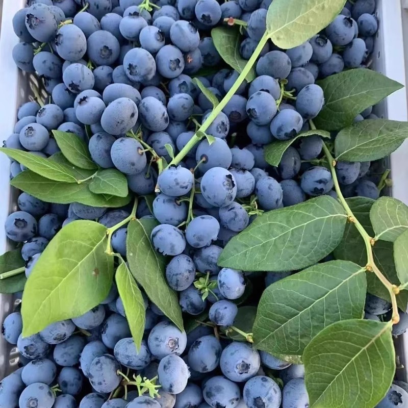 蓝莓树酸甜可口盆栽地栽矮化南北方种植果树苗浆果苗薄雾优瑞卡