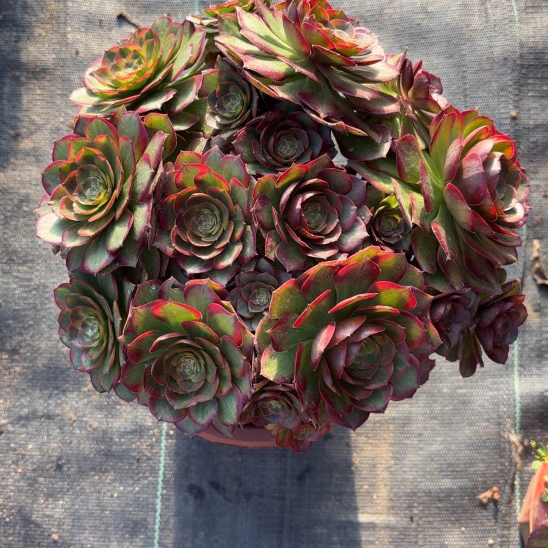 花好月又圆235689