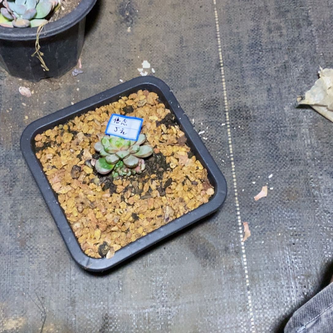 信***定一所一物一拍一物一拍