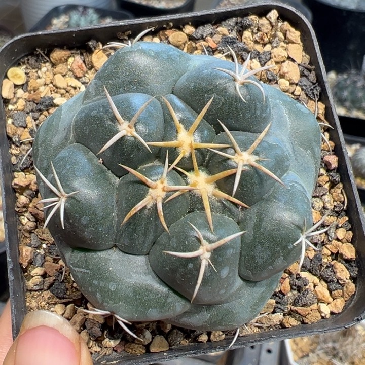 04实生安宅象牙多肉4.9