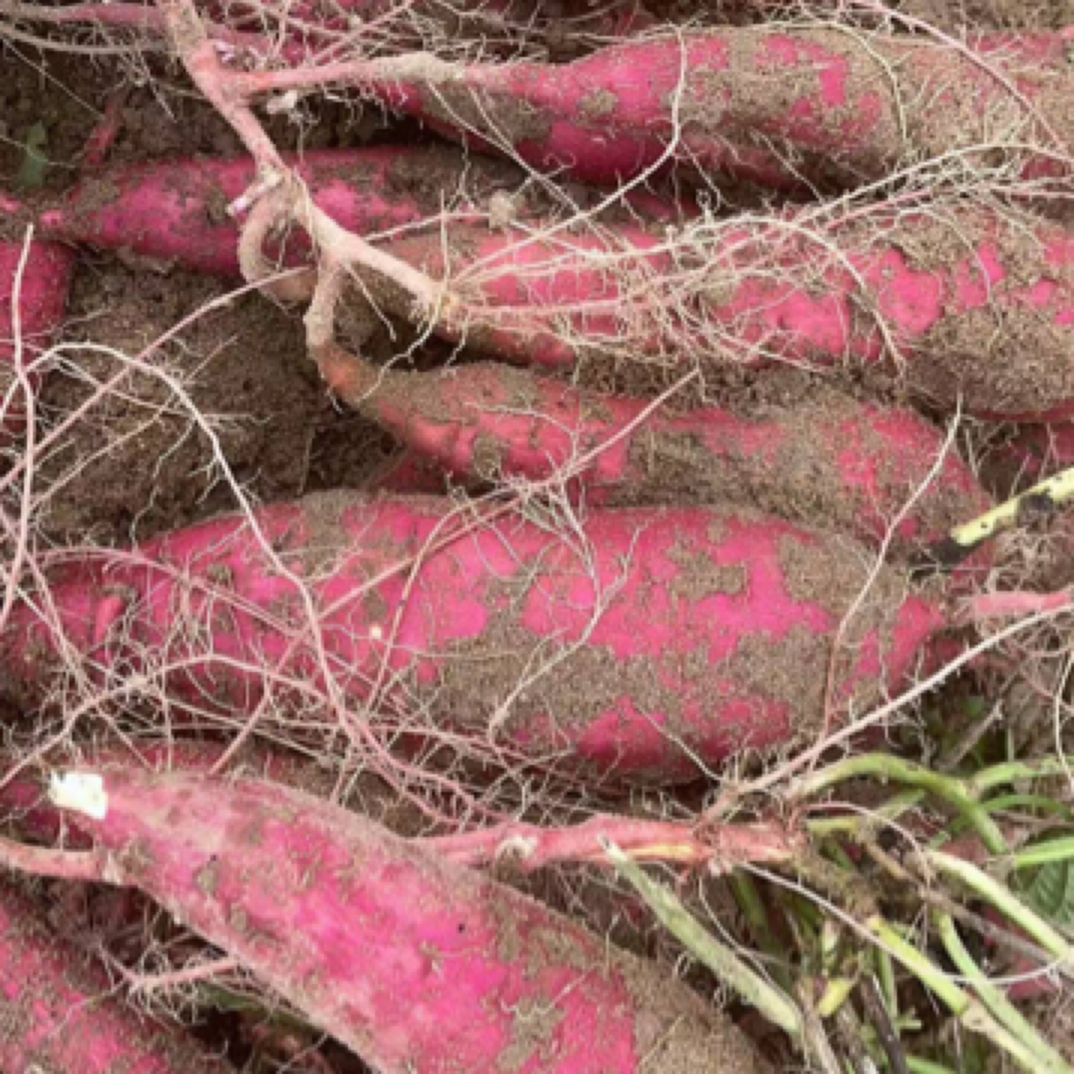 陕西板栗红薯板栗红薯自家种植5斤装小果