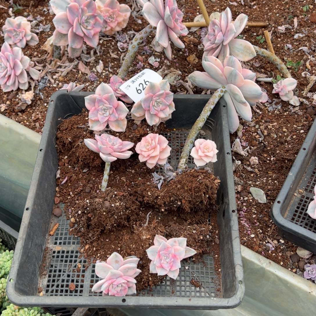 626紫乐锦老桩多肉