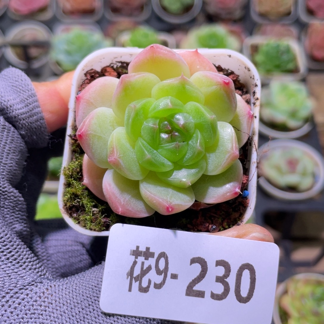 花利美9-230福利珍妮