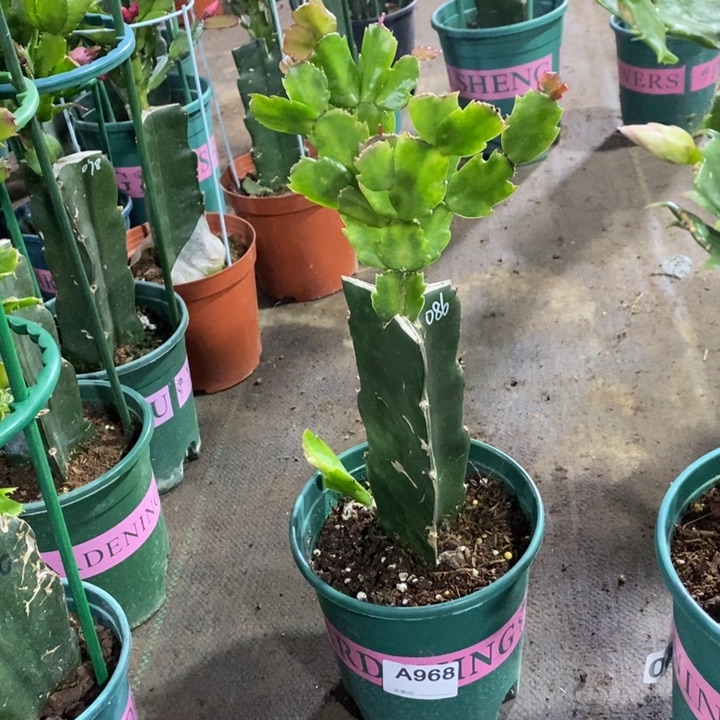 大部分花苞少量开放968嫁接086