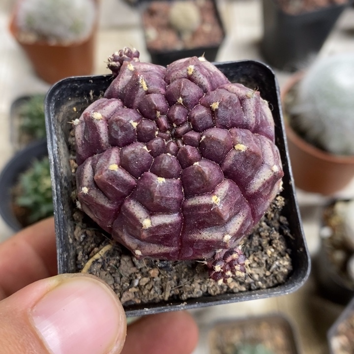 梦想牡丹特价福利