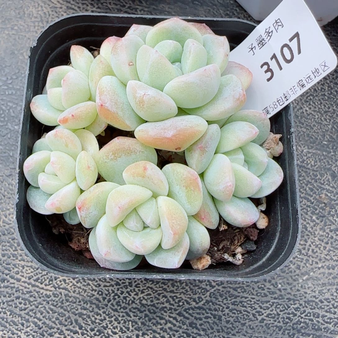 小脸冰玉无砍，3107多肉