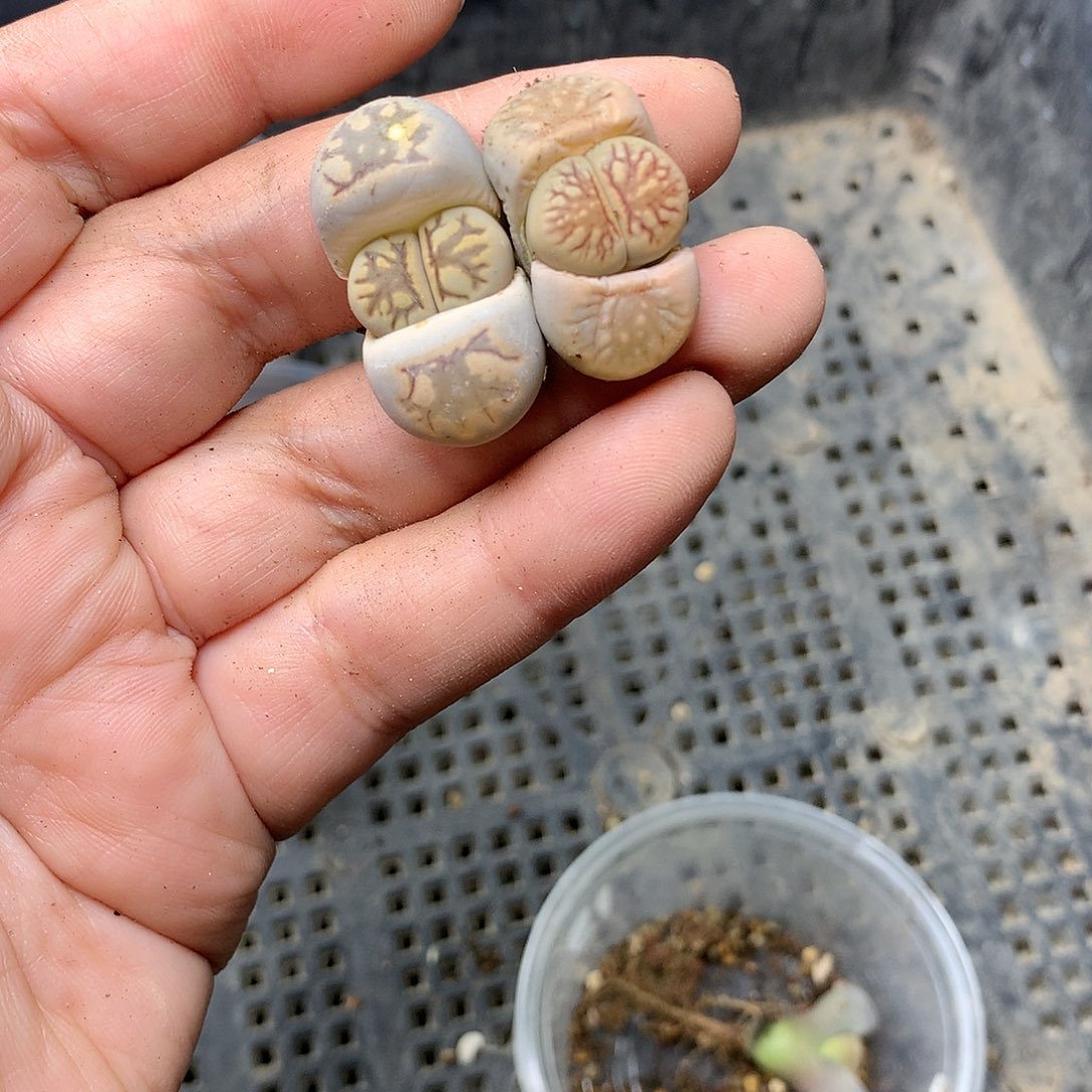 Y406多肉植物保护研究所