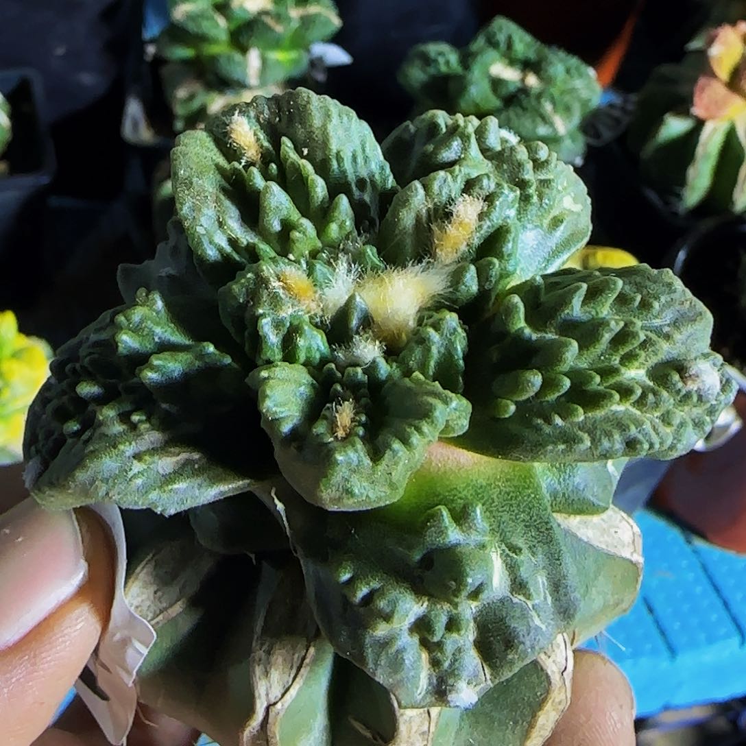 炸尤哥斯拉689仙人球