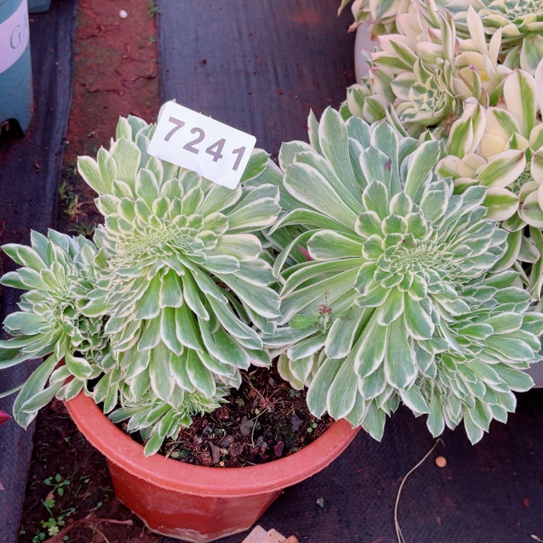 碧浪缀化多肉发货