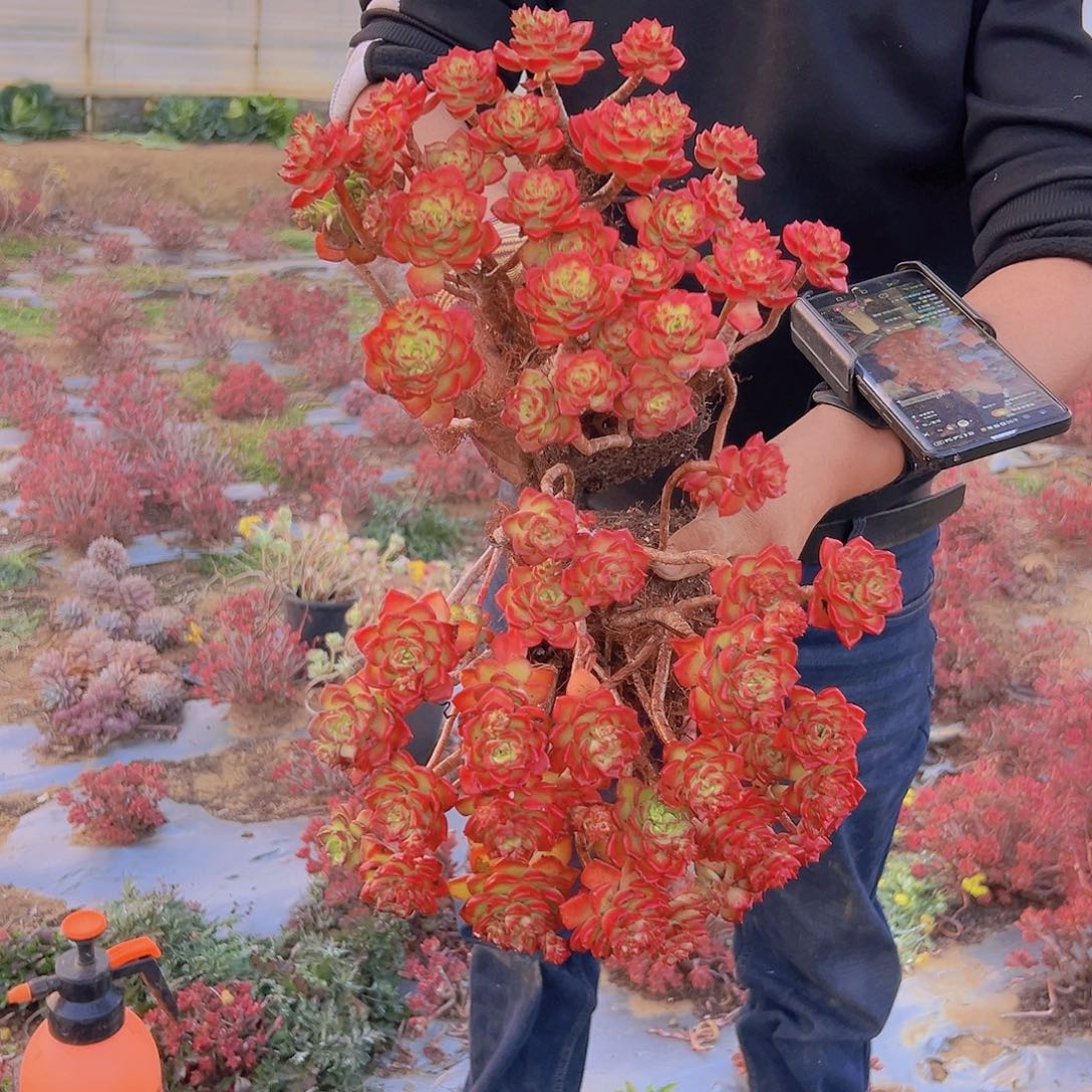 鸡血玫瑰蒂亚2棵元霄福利