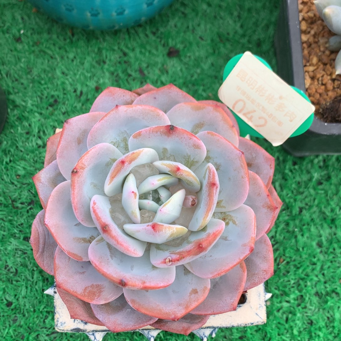 韩版奶茶老桩单头042