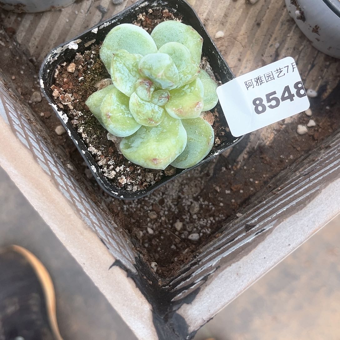 阿雅园艺。      8548
