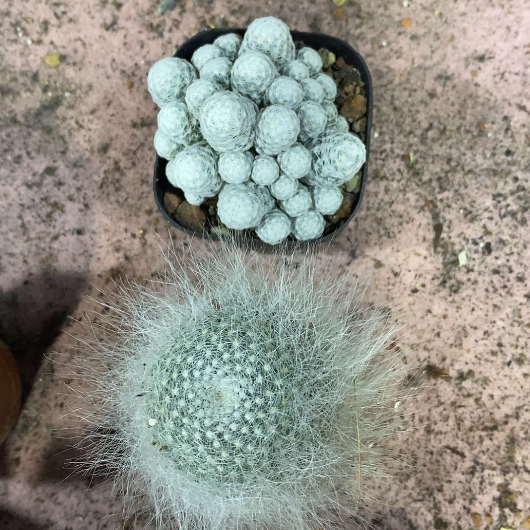 无花朵姬春星玉翁实生带盆土