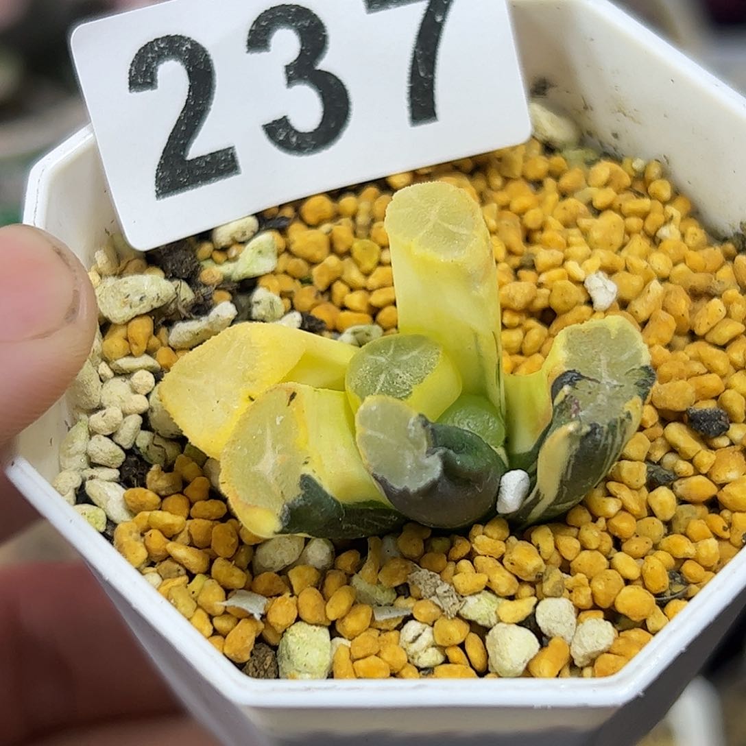 用**杨红红火火恍恍惚惚