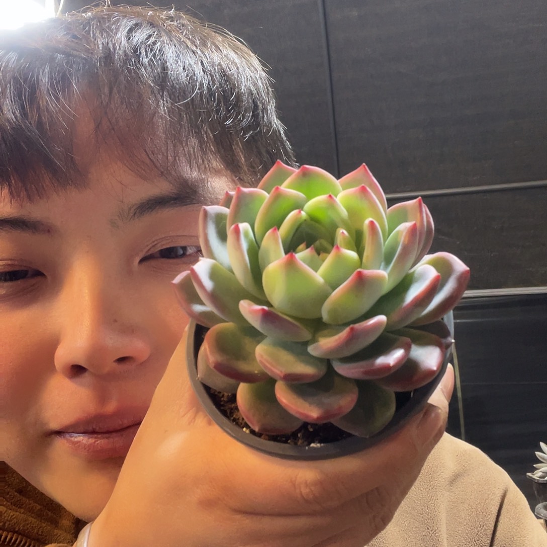 红鸾满20包邮脱土发货