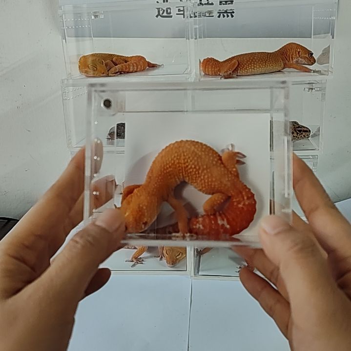 豹纹守宫血阳光压成