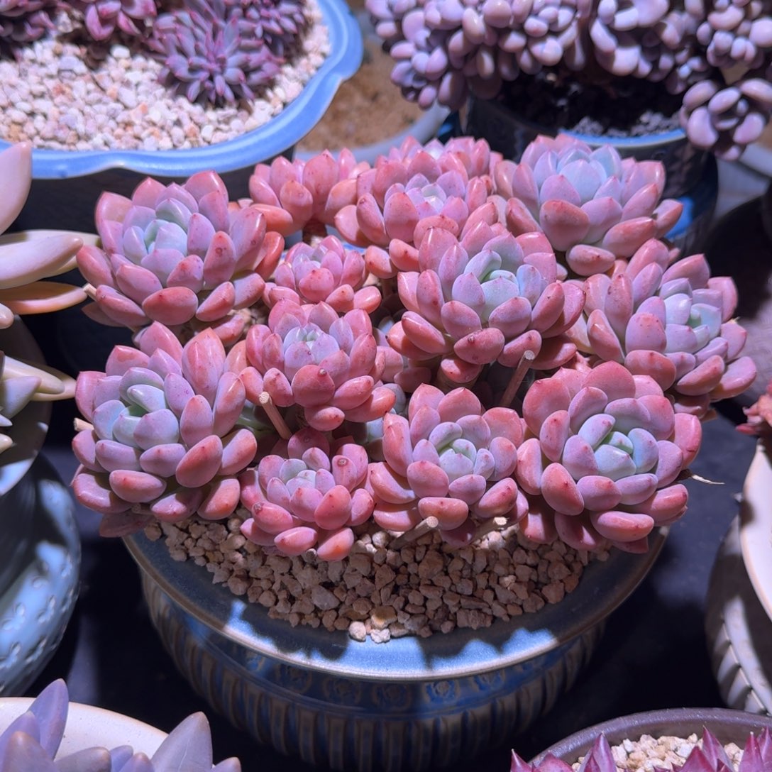 白鹭 群生 一物一拍