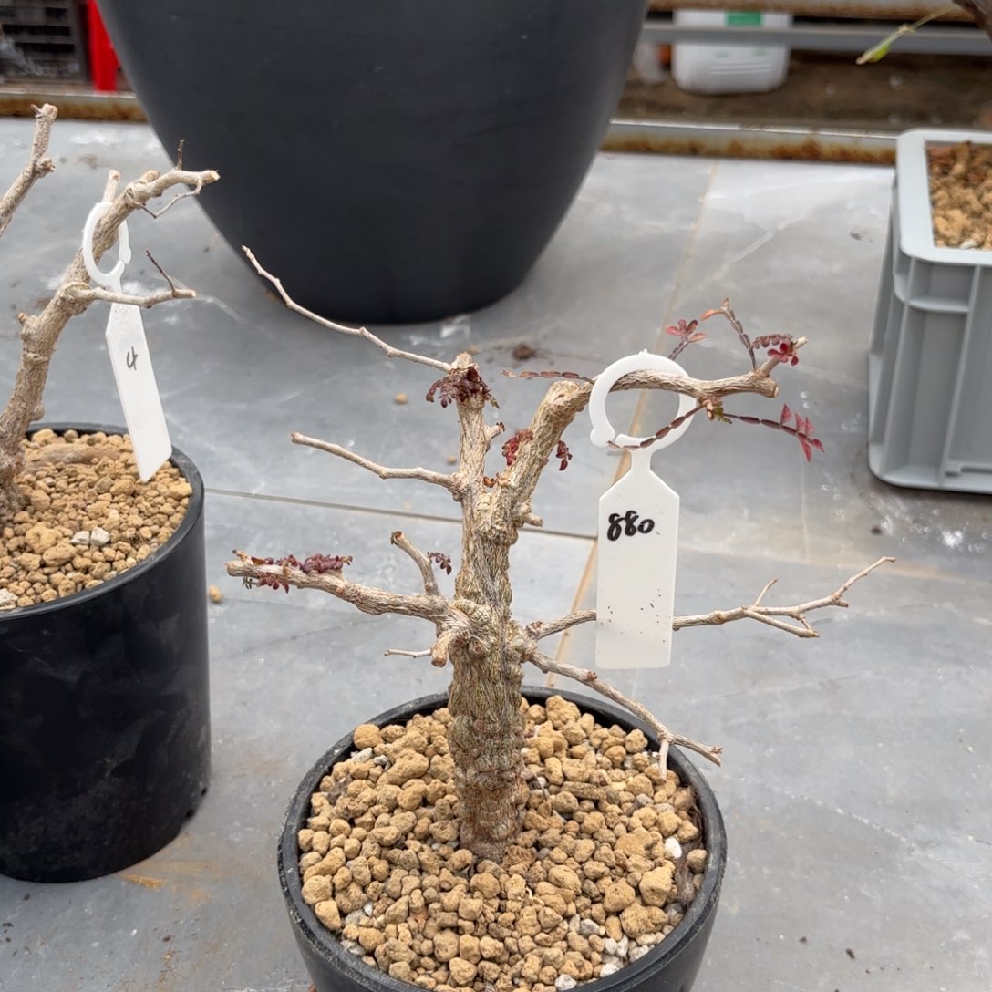 象足漆树开播福利