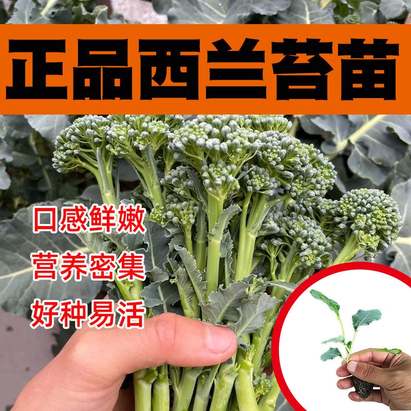 正宗西兰苔秧苗西洋芥兰种苗芥蓝菜苔四季秋冬季耐寒庭院阳台盆栽