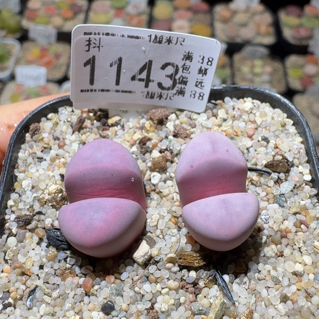 Sss精品花清货了1143母本