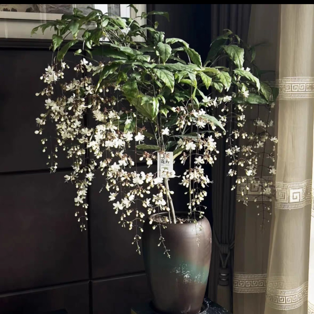 垂丝茉莉室内观赏盆栽四季开花好养带花苞网红花卉