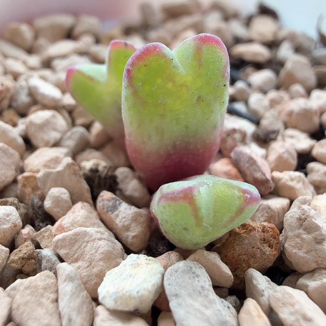 2.19.14/985猪蹄三头/多肉植物