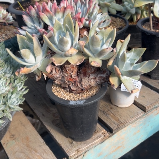 四头赛丽娜～一字型2760