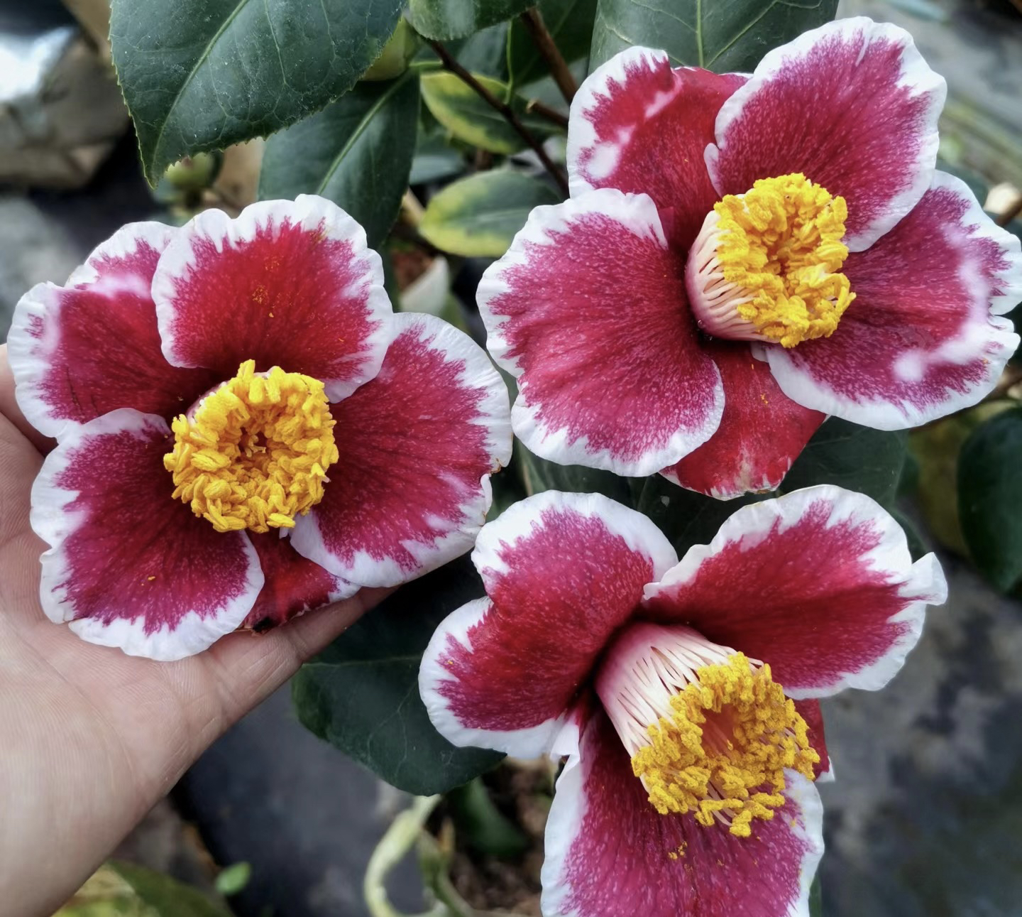 原生日系茶花 隐叽