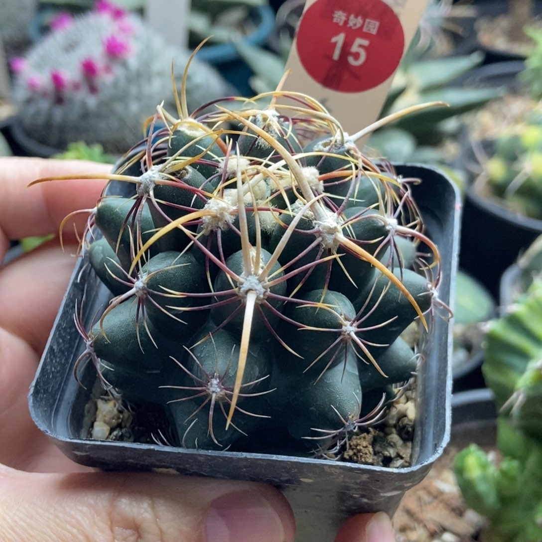 实生五彩大统领6.1cm