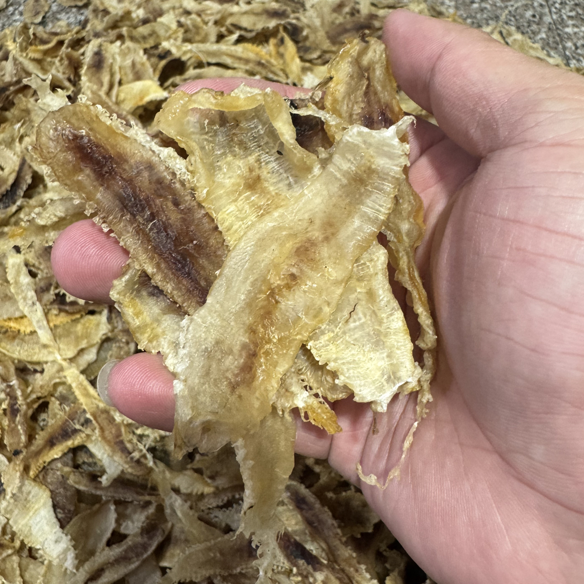 鳘鱼鳔膘野生小土鳘鱼胶正三门无添加赤嘴鳘鱼胶花胶大号胶厚品质